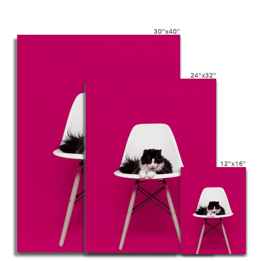 Black and White Cat in Pink Room Canvas