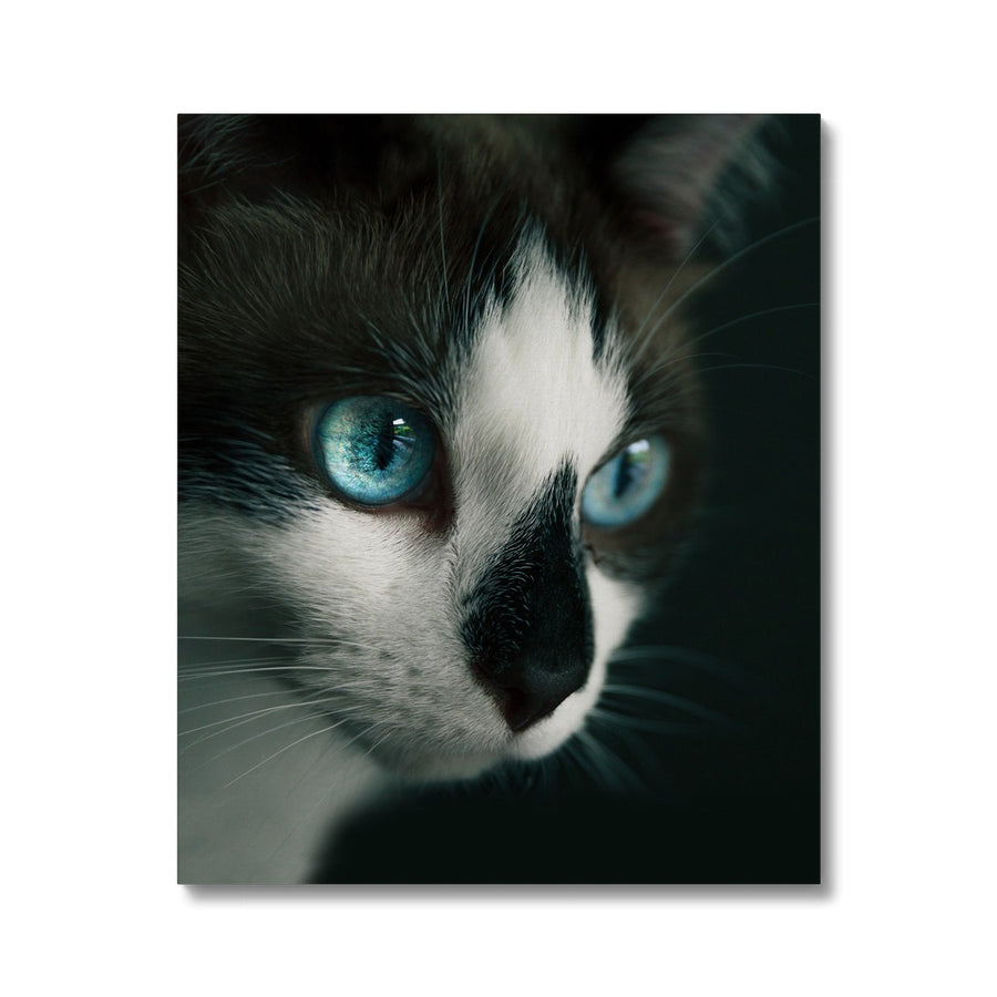 Blue-eyed Cat Canvas