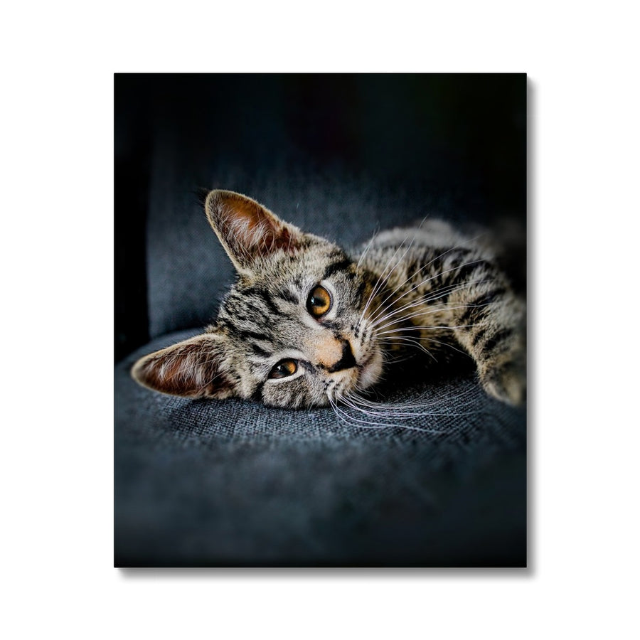 Tabby Time Canvas