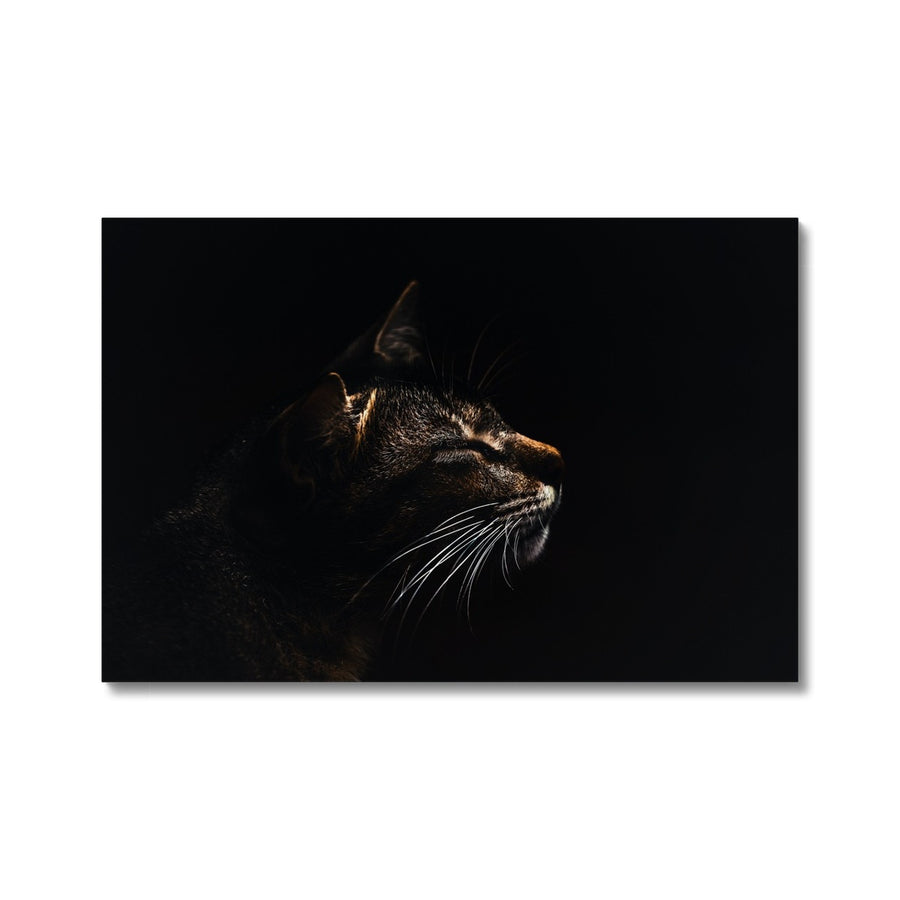 Cat on Black Canvas