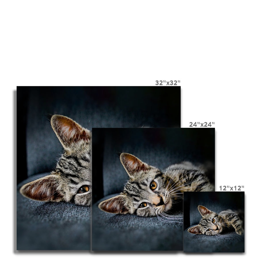 Tabby Time Canvas