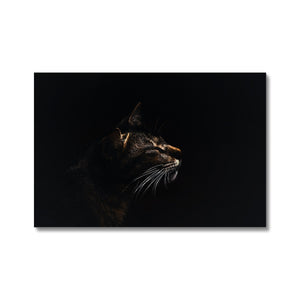 Cat on Black Canvas
