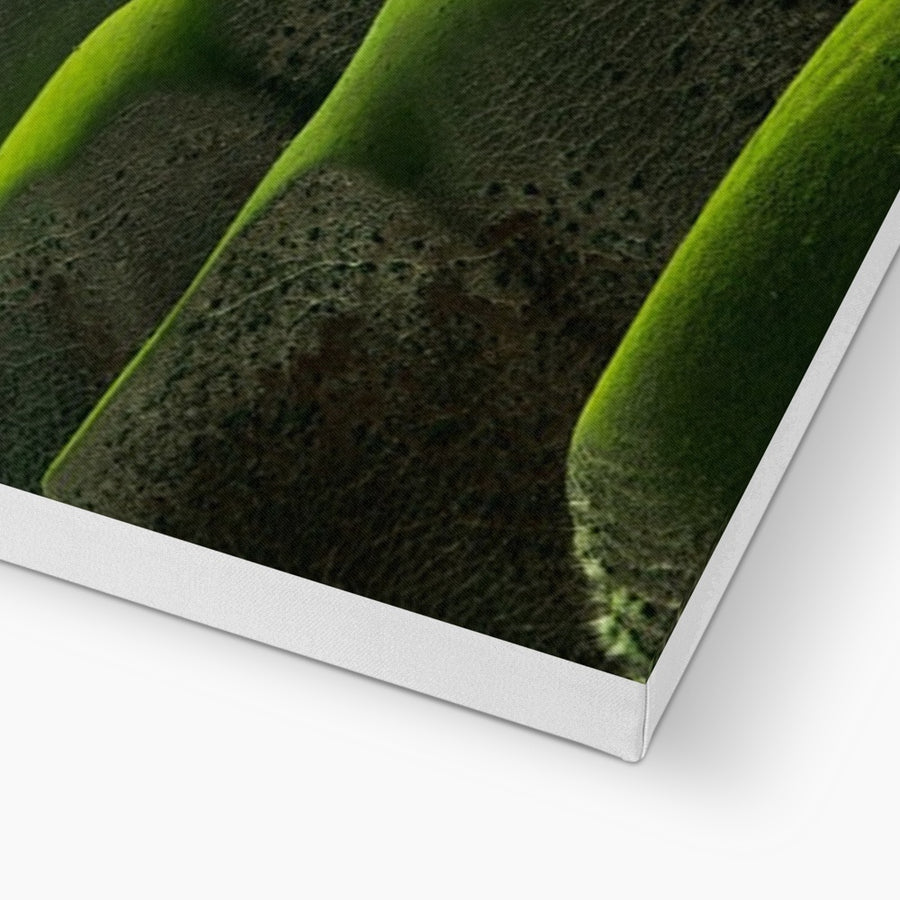 Grassland Curves Canvas