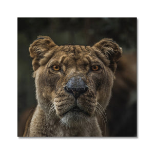 The Lion Stare Canvas