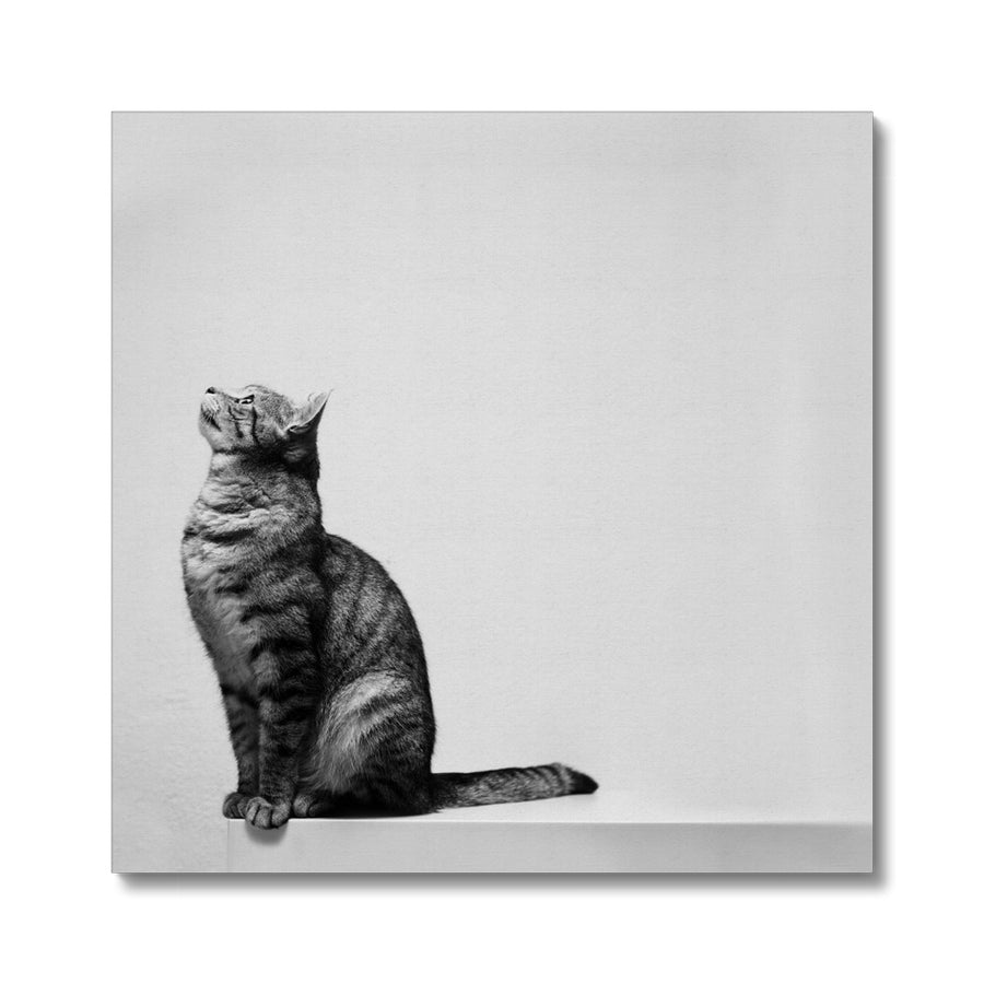 Cat on the Edge Canvas