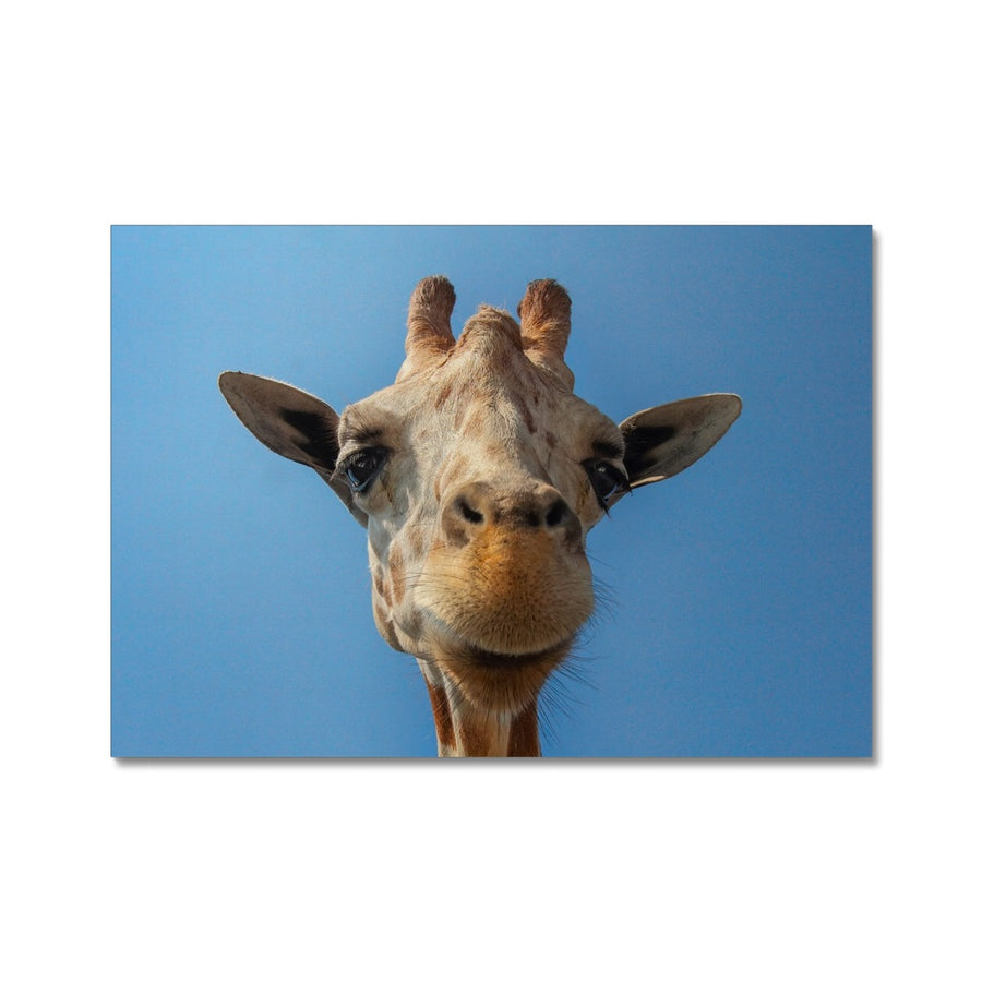 Giraffe Blues Canvas