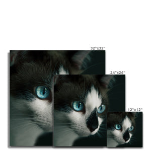 Blue-eyed Cat Canvas