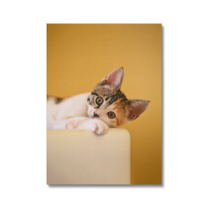 Cat on Yellow Canvas