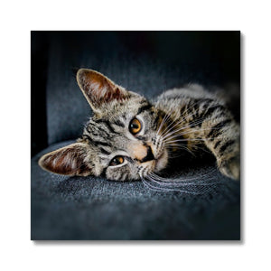 Tabby Time Canvas