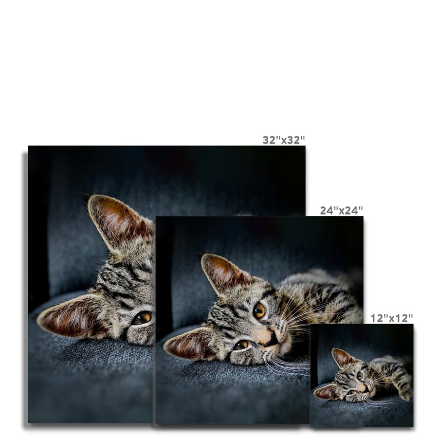 Tabby Time Canvas