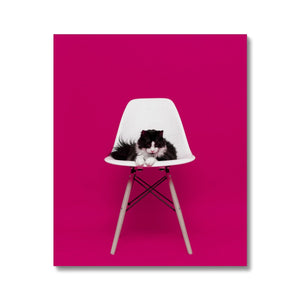 Black and White Cat in Pink Room Canvas