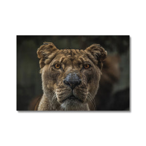 The Lion Stare Canvas